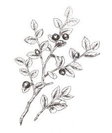Черника обыкновенная, голубая ягода, вороний глаз, черная ягода, росяная ягода. плоды черники - Myrtilli fructus (ранее: Fractus Myrtilli), листья черники - Myrtilli folium (ранее: Folia Myrtilli).
