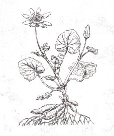 Чистяк весенний, масляный цвет, ранний салат, ядовитый лист. трава чистяка - Ranunculi ficariae herba (ранее: Herba Ranunculi ficariae). 