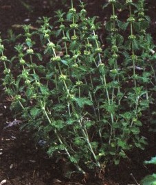 Шандра обыкновенная, постенная шандра, белая шандра. трава шандры - Marrobii herba (ранее: Herba Marrubii)