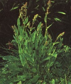 Щавель кислый, салатный щавель, кислый горец. трава щавеля кислого - Rumicis acetosae heiba (ранее: Heiba Rumicis acetosae).