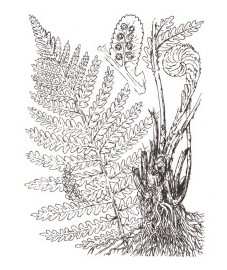 Щитовник мужской, или мужской папоротник, корневище мужского папоротника - Filicis rhizoma (ранее: Rhizoma Filicis).