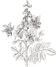 Ясенец белый,  трава ясенца - Dictamni heiba (ранее: Herba Dictamni), корни ясенца - Dictamni radix (ранее: Radix Dictamni).