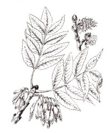 Ясень обыкновенный, козье дерево.  листья ясеня - Fraxini folium (ранее: Folia Fraxini).