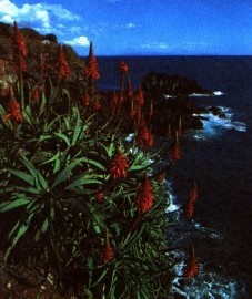 Алое, экстракт алое - Aloes extractum (ранее: Extractum Aloes), настойка алое - Aloes tinctura (ранее: Tinctura Aloes)