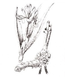 Альпиния лекарственная, корневище альпинии - Galangae rhizoma (ранее: Rhizoma Galangae).