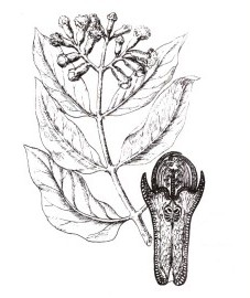  Гвоздичное дерево, гвоздика - Caryophylli tios (ранее: Flores Caryophylli), гвоздичное масло - Caryophylli aetheroleum (ранее: Oleum Caryophylli)