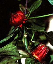 Гибискус, или красная мальва, цветки гибискуса - Hibisci flos (ранее: Flores Hibisci)
