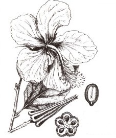 Гибискус, или красная мальва, цветки гибискуса - Hibisci flos (ранее: Flores Hibisci)