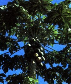 Дынное дерево, или папайя, млечный сок незрелых плодов папайи - Papaya-Latex (Papainum, Papayotinum), листья папайи - Caricae papaye folium (ранее: Folia Caricae papayae).