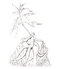 Женьшень, корень жизни. корень женьшеня - Ginseng radix (ранее: Radix Ginseng).