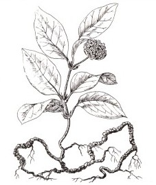 Ипекакуана, или рвотный корень. корень ипекакуаны (рвотный корень) - Ipecacuanhae radix (ранее: Radix Ipecacuanhae)