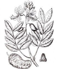 Кассия, или сенна, листья сенны (александрийский лист) - Sennae folium (ранее: Folium Sennae), плоды сенны узколистной - Sennae fructus angustifoliae (ранее: Folliculi Sennae), плоды сенны александрийской - Sennae fructus acutifoliae (ранее: Folliculi Sennae)