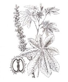 Клещевина обыкновенная, кастрровое масло - Ricini oleum (ранее: Oleum Ricini).