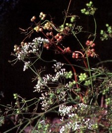 Кориандр посевной, плоды кориандра - Coriandri fructus (ранее: Fructus Coriandri).
