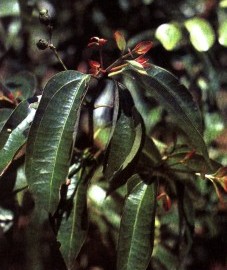 Коричник цейлонский, или коричное дерево, корица - Cinnamomi zeylanici cortex (ранее: Cortex Cinnamomi), коричное масло - Cinnamomi zeylanici aetheroleum (ранее: Oleum Cinnamomi).