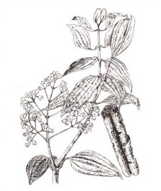 Коричник цейлонский, или коричное дерево, корица - Cinnamomi zeylanici cortex (ранее: Cortex Cinnamomi), коричное масло - Cinnamomi zeylanici aetheroleum (ранее: Oleum Cinnamomi).