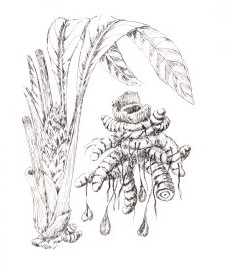 Куркума яванская, или яванский желтый корень, орневище куркумы яванской - Curcumae xanthorrhizae rhizoma (ранее: Rhizoma Curcumae xanthorrhizae), а также Temoe lawak.