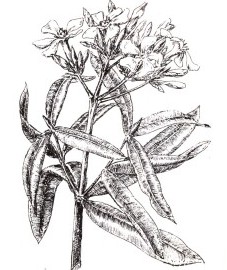 Олеандр, листья олеандра - Oleandri folium (ранее: Folia Oleandri).