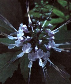 Почечный чай, листья почечного чая - Orthosiphonis folium (ранее: Folia Orthosiphonis).