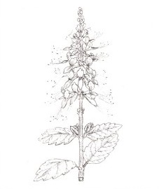 Почечный чай, листья почечного чая - Orthosiphonis folium (ранее: Folia Orthosiphonis).