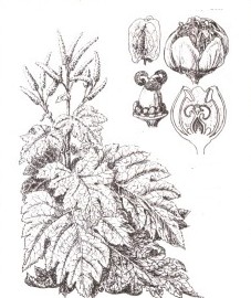 Ревень, корень ревеня - Rhei radix (ранее: Rhizoma Rhei).