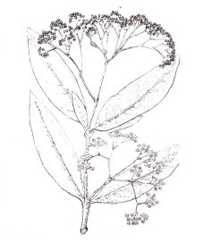 Харонга, кора харонги - Harongae cortex (ранее: Cortex Harongae), листья харонги - Harongae folium (ранее: Folia Harongae)