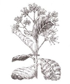 Хинное дерево, хинная кора - Cinchonae succirubrae cortex (ранее: Cortex Chinae).