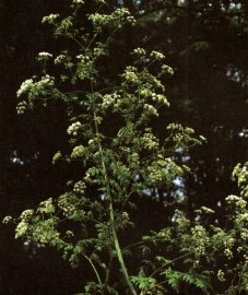 Болиголов крапчатый, ядовитый зонтик, ядовитая трава, мышиный болиголов. Аптечное наименование: трава болиголова - Conii herba (ранее: Herba Conii).