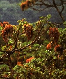 Гагения абиссинская, или дерево козо, цветки козо - Koso flos (ранее: Flores Koso).