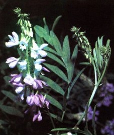 Галега лекарственная, или козлятник, трава галеги - Galegae herba (ранее: Herba Galegae).