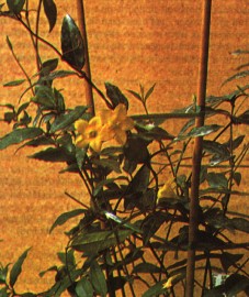  Гельсемиум живородящий, или желтый жасмин, корень желтого жасмина (корень гельсемиума) - Gelsemii rhizoma (ранее: Rhizoma Gelsemii)