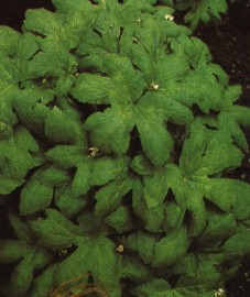 Гидрастис канадский, или желтый корень, корневище гидрастиса - Hydrastis rhizoma (ранее: Rhizoma Hydrastis).