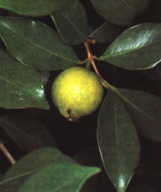 Гуаява, или дерево дьямбу, листья дьямбу - D1ambu folium (ранее: Folia D1ambu).