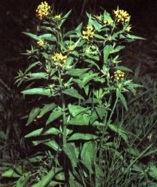 Желтушник левкойный, гусиная смерть. трава желтушника - Erysimi herba (ранее: Herba Erysimi).