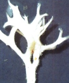 Карраген, или ирландский мох, скальный мох, хрящеватая водоросль. сухие красные водоросли - Carrageen (ирландский мох).