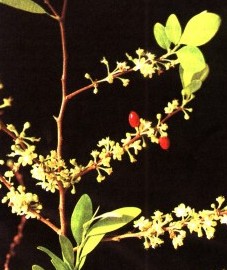 Кокаиновый куст, или кока, листья коки - Сосае folium (ранее: Folia Сосае).