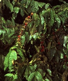 Кофейное дерево, изготовленный из кофейных семян медицинский уголь - кофейный уголь - Cofteae carbo (ранее: Caibo Cofleae)