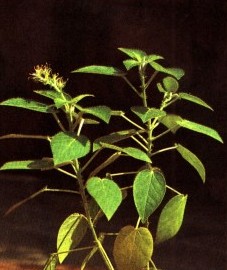 Кротоновое дерево, кротоновое масло (из семян) - Crotonis oleum (ранее: Oleum Crotonis).