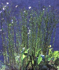 Лен слабительный, трава льна слабительного - Lini cathartic! herba (ранее: Herba Lini cathartici)