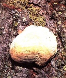 Лиственничная губка, лиственничная губка - Laricis fungus (ранее: Fungus Laricis).