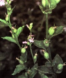  Лобелия вздутая, трава лобелии - Lobeliae herba (ранее: Herba Lobeliae)