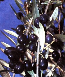  Маслина европейская, или оливковое дерево, оливковое масло - Olivae oleum (ранее: Oleum Olivarum)