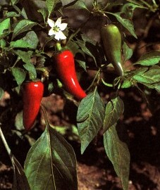 Перец однолетний, паприка, красный стручковый перец, испанский перец, болгарский перец. плод паприки - Capsici fructus (ранее: Fructus Capsici).