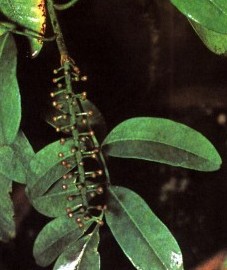 Пилокарпус, листья пилокарпуса - Jaborandi folium (ранее: Folia Jaboiandi).