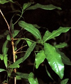 Пимента двудомная, гвоздичный перец, ямайский перец.  плоды пименты - Pimentae fructus (ранее: Fructus Pimentae).