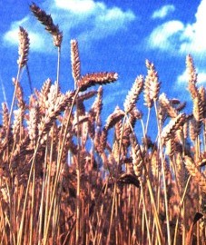 Пшеница мягкая, пшеничный крахмал - Tritici amylum (ранее: Amylum Tritici).