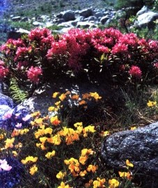 Рододендрон ржавый, альпийская роза, горный дурман. листья рододендрона ржавого - Rhododendri ferruginei folium (ранее: Folia Rhododendri ferruginei).