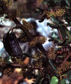 Рожковое дерево, сладкий "рожок", цареградский стручок, Иоаннов хлеб. плоды рожкового дерева - Ceratoniae fructus (ранее: Fructus Ceratoniae), а также Siliqua dulcis (сладкий сироп).