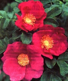 Роза садовая, розовые лепестки - Rosae flos (ранее: Flores Rosae), розовое масло - Rosae aetheroleum (ранее: Oleum Rosae).
