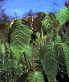 Сумах ядовитый, ядовитый плющ. листья сумаха ядовитого - Rhois toxicodendron folium (ранее: Folia Rhois toxicodendron)